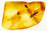 Detailed Fossil Fungus Gnat and Scuttle Fly In Baltic Amber #272184-1